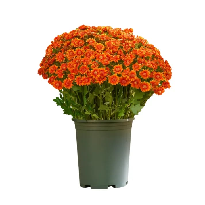 💥Last Day Each Only $2.59- Artificial Outdoor Sunset Mums Flowers - UV resistant, Waterproof, Windproof