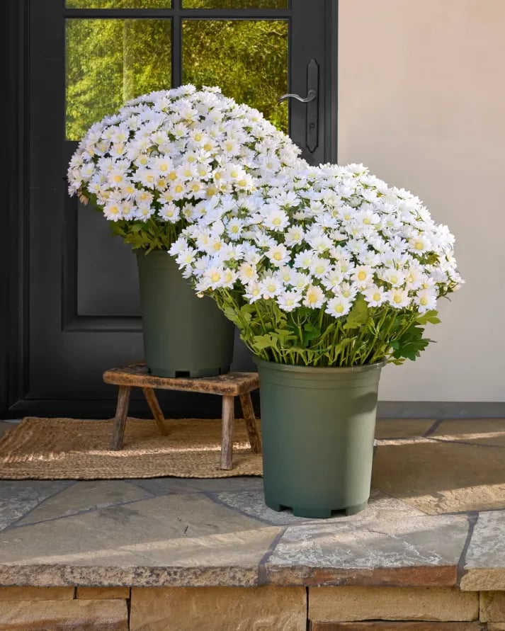 💥Last Day Each Only $2.59- Artificial Outdoor Sunset Mums Flowers - UV resistant, Waterproof, Windproof