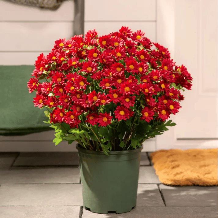 💥Last Day Each Only $2.59- Artificial Outdoor Sunset Mums Flowers - UV resistant, Waterproof, Windproof
